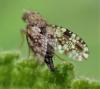 Tephritis ruralis